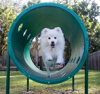 Bark park
